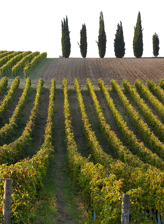 Lungarotti Wine Estate
